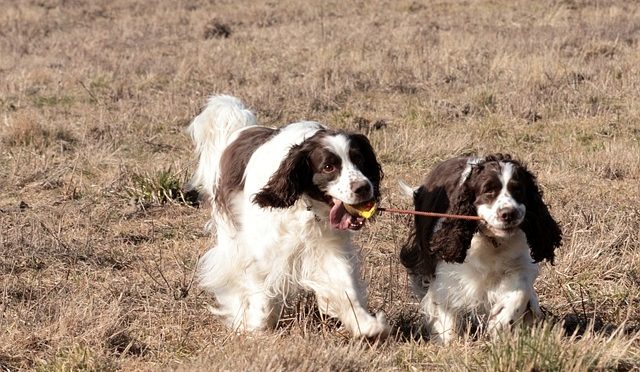 Tips for Working with Your Hunting Dog