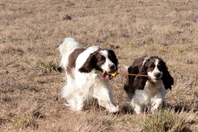Tips for Working with Your Hunting Dog
