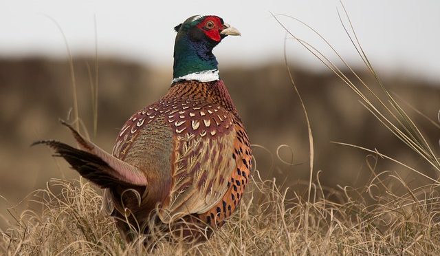 Pheasant Hunting With Your Dog